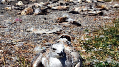 Gökyüzünden ölü martı yağdı