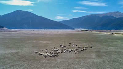 Tamamen kurudu! Artık hayvanlar otluyor