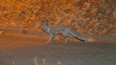 Mardin'de tilkiler sokaklara indi