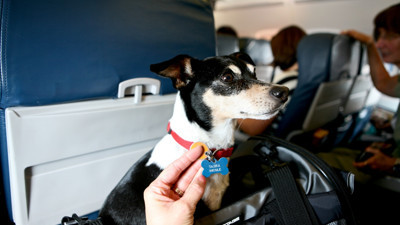 THY'den evcil hayvan açıklaması