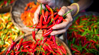 Nobel’e giden yolu acı biber açtı