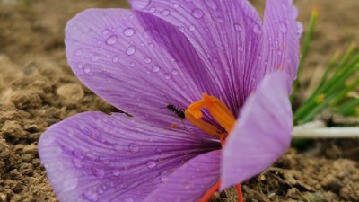 Hasadına başlanan safranın kilosu 60 bin TL