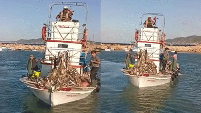 Yunus balıkları balıkçıyı zengin etti! Teknede lüfer koyacak yer kalmadı