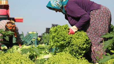 Marul tarlada 50 kuruş markette 8 lira. Vatandaş yaşamasın mı