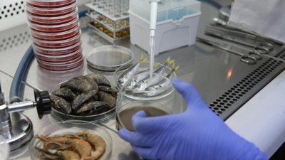 Deniz salyası gitti ama kabusu sofralarımıza geliyor