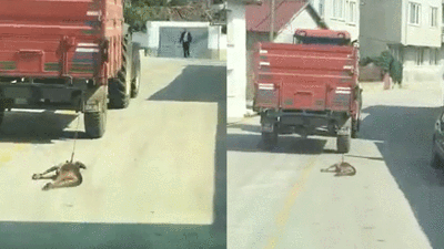 Traktöre bağladığı köpeği metrelerce sürükledi. Böyle vicdansızlık görülmedi
