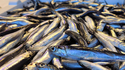 Karadeniz'de hamsi bolluğu; fiyatı yarıya düştü