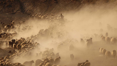 Kuraklık onları da vurdu. Erken dönüş başladı