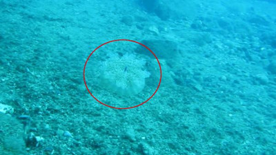 Denize girenleri elektrik gibi çarpıyor. Uzmanlar uyardı