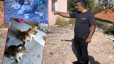 İzmir’de pitbull dehşeti. Leo’yu öldürüp kediyi ve sahibini yaraladılar