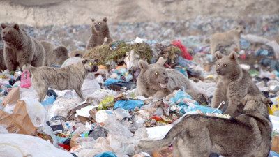 Bozayılar çöplüğe indi. Bu görüntüler Kars'ta çekildi