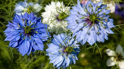 Öksürüğü bıçak gibi kesiyor ağrıları anında dindiriyor