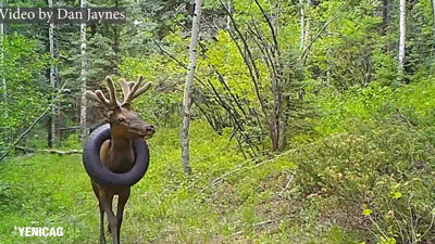 2 yıldır boynunda lastikle yaşayan geyik kurtarıldı