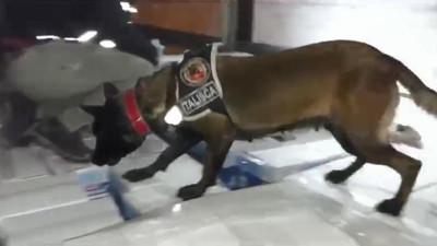 TIR dorsesine gizlenen eroini ‘Talisca’ buldu