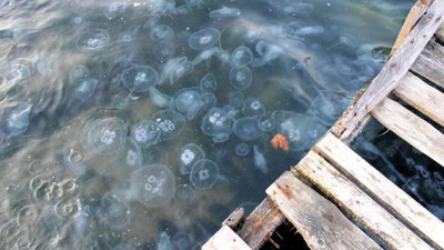 Gölcük'te sahil denizanasıyla kaplandı