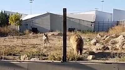 "Kayseri hayvanat bahçesinde 16 kurt bahis için ayının üzerine salındı" iddiası