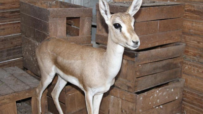 Mersin'de bulunan 6 aylık ceylan korumaya alındı