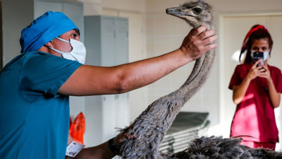 Diyarbakır'da deve kuşunun çekilen endoskopisinde ortaya çıktı. Veteriner deve kuşunun midesinde gördü hemen ameliyata aldı