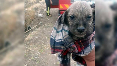 Menfezde mahsur kalan 7 yavru köpek kurtarıldı