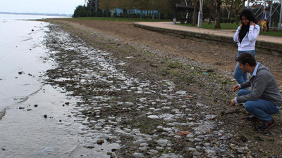 Körfezde binlercesi ölü halde kıyıya vurdu