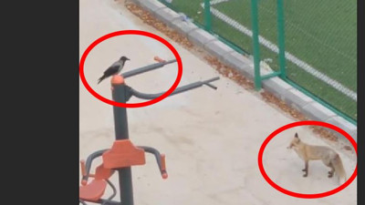 Karga karga gak dedi masalı yarım kaldı