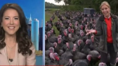 Canlı yayında CNN muhabiri komutu verdi yüzlerce hindi aynı anda harekete geçti. Kadın muhabir hindilerin özelliğini ifşa etti