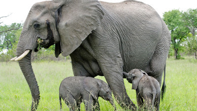 Fil kaçak avcıyı ezerek öldürüldü