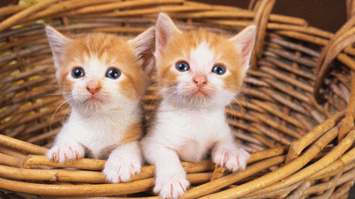 Kediler için korona virüs aşısı geliştirildi