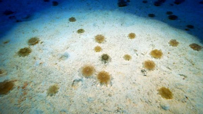 Kaş'ta denize parmak uçlarını bile sokamıyorlar