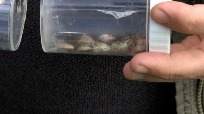 İstanbul'da kokarca kabusu