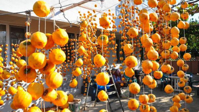 Cennet hurmasını kurutup satıyor