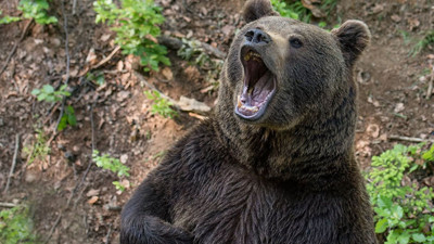 Şampiyon boksör arkadaşını kurtarmak için ayıyla boğuştu