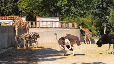 Kimsesiz kadın mal varlığını hayvanlara bıraktı