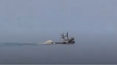 Kutup ayısının geyik avı bilim insanlarını şok etti