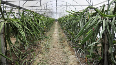 Manavgat'ta 1,5 dönümde 10 bin adet meyve veriyor kilosu 40 liradan satılıyor