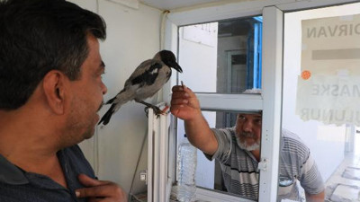 Yaralı kargayı işyerinde kasiyer yaptı