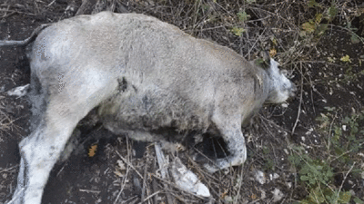 10 günde 45 besi hayvanı telef oldu