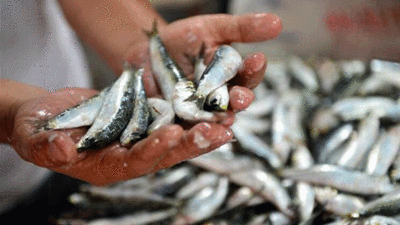 Ayçiçek ve ham yağın ardından sardalya ithalatında da gümrük vergisi sıfırlandı