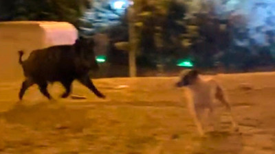 3 köpek 1 yaban domuzuna kafa tuttu! Tekirdağ’da gece yarısı çıkan kavganın galibi bakın kim oldu
