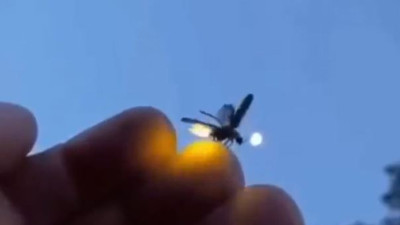 Küçük bir böcek bile kalkarken sinyal veriyor