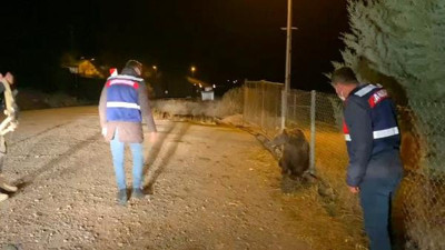 Ayı trafik kazasında öldü