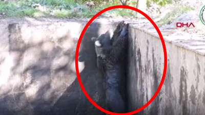 İyi insanlar mahsur kalan ayıyı kurtardı