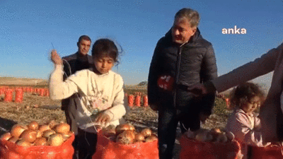 Kalem tutması gereken eller çuval tutuyor. Soğan tarlasında 7 yaşındaki kızın yanıtı yürekleri dağladı