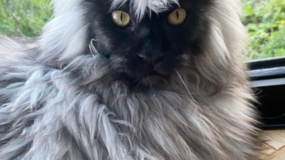 Maymun gibi kedi şaşırtıyor