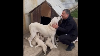 Bakan Koca'nın köpeği anne oldu