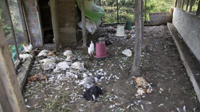 Tavuk kümesinde katliam