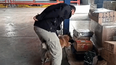 Kargonun içinden çıkan şoke etti