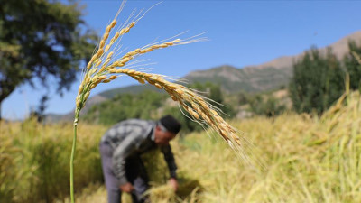 Çeltik üreticisi iflas etti