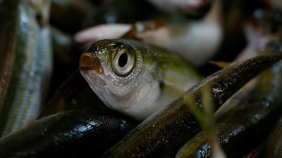 Resmi Gazete'de yayımlandı. Bazı balık türleri tescil edildi