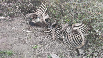 Baba oğlu 20 atı kesip piyasaya sürmüş